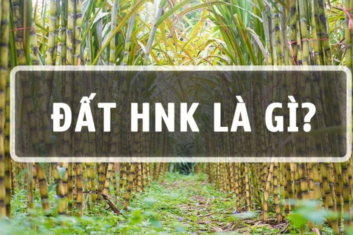 NHK Là Đất Gì?